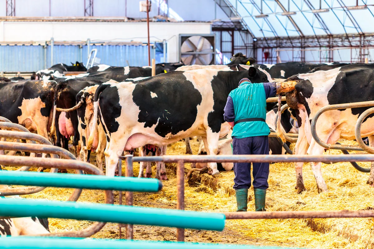 inseminacion-artificial-en-bovinos