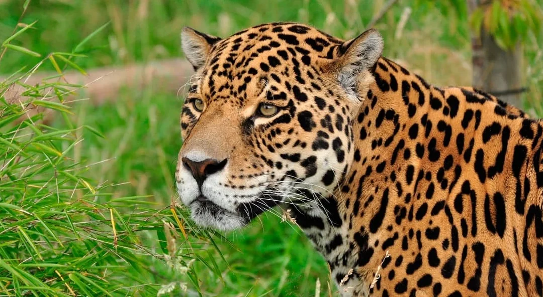 Cazaron a 1 de los 5 yaguaretés que quedaban en Formosa