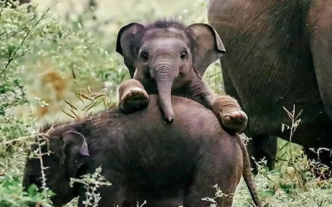 En Namibia sacrificarán 723 animales, incluyendo elefantes y cebras, para combatir el hambre