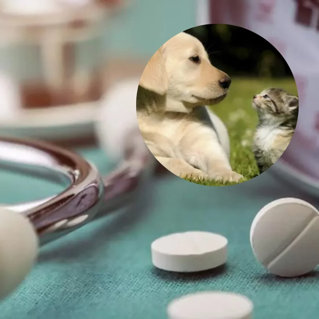 WhatsApp Image 2024-09-03 at 10.31.36