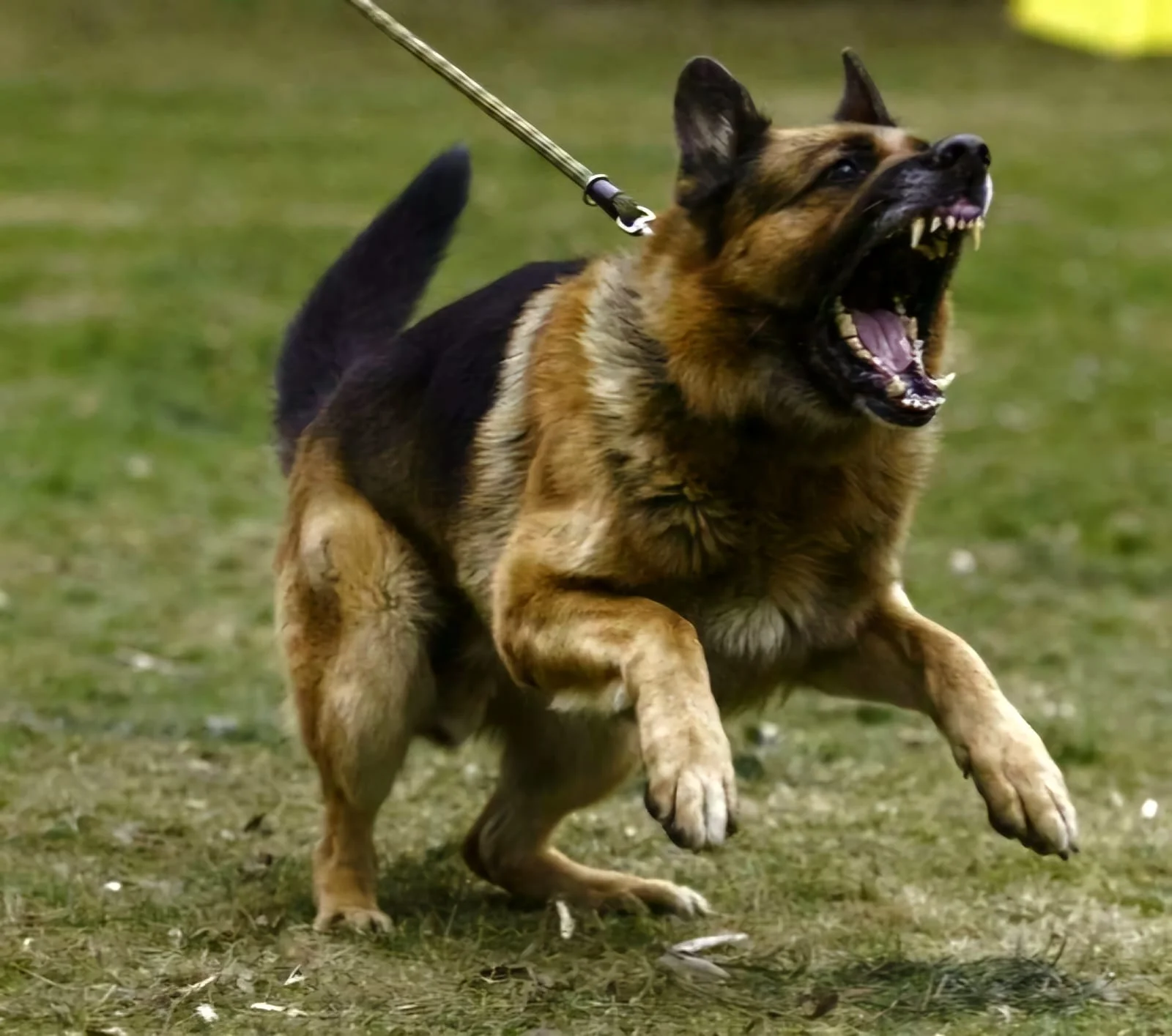 WhatsApp Image 2024-09-26 at 11.29.34