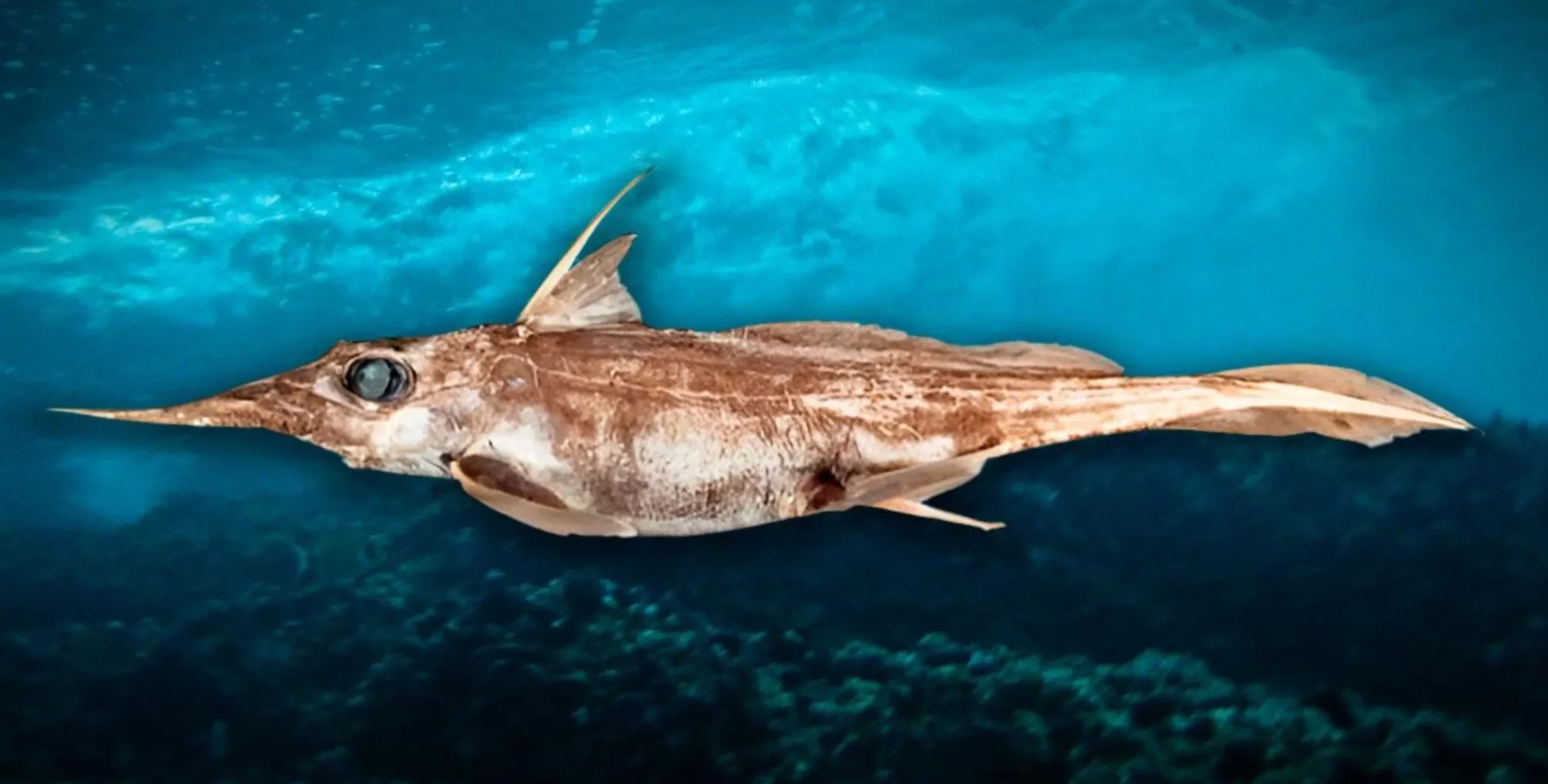 hydrolagus1_2cac53e2