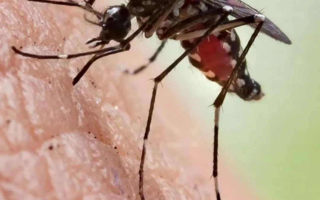 La ANMAT aprobó el primer test 100% argentino para detectar el dengue