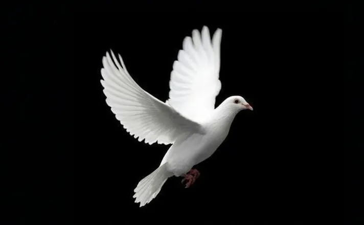 Hamás aceptó un alto el fuego y liberar rehenes: Israel también liberaría presos palestinos