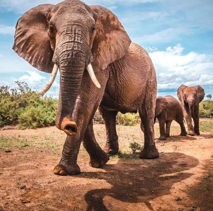 Tragedia en Sudáfrica: Un elefante pisoteó a un abuelo que intentaba salvar a sus nietos en el Parque Kruger