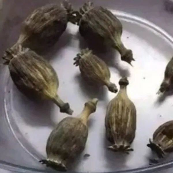 Lo castigaron por no hacer los deberes, escapó de su casa y denunció a su padre por tener drogas