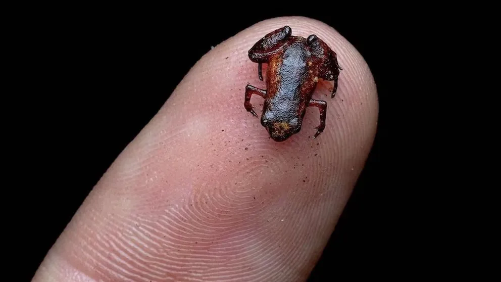 Científicos descubrieron en Brasil a uno de los vertebrados más chiquitos del mundo: el sapo pulga