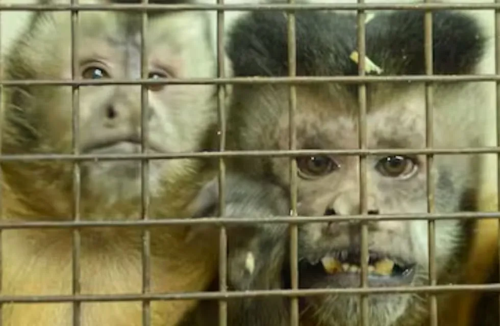 Buenos Aires: Encontraron 50 monos Capuchinos encerrados en el sótano de un hospital