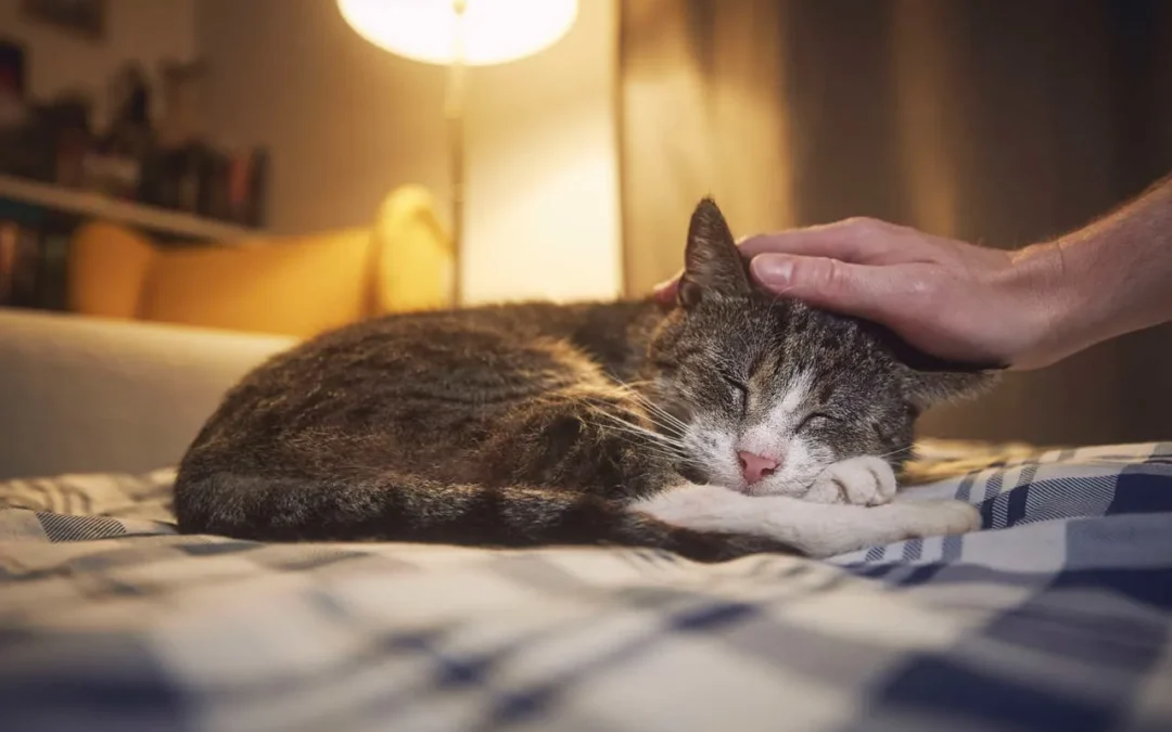 Científicos japoneses prometen prevenir el deterioro renal en gatos, mejorando su esperanza de vida