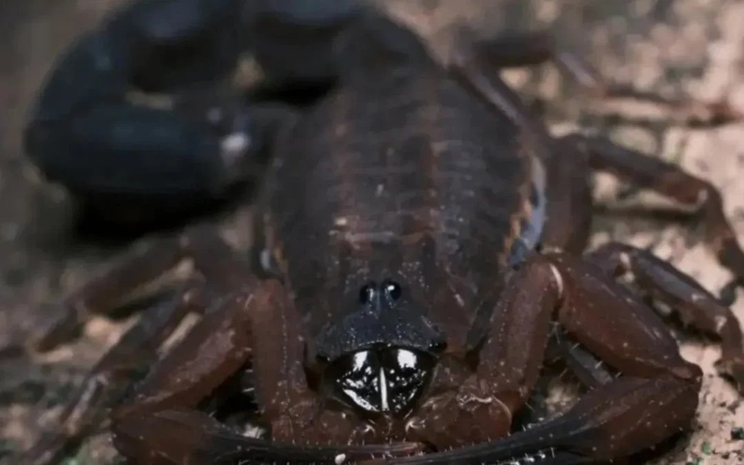 Colombia: Científicos descubrieron una especie de escorpión que puede disparar veneno a distancia