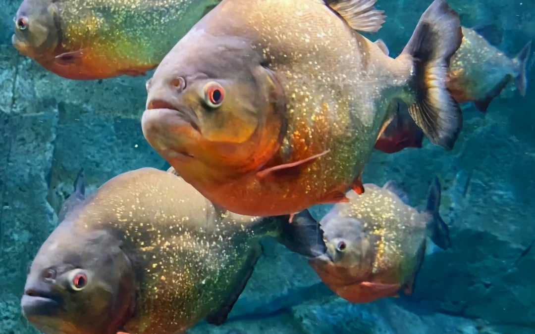 Brasil: Escapaba de abejas, se tiró a un lago y murió devorado por pirañas