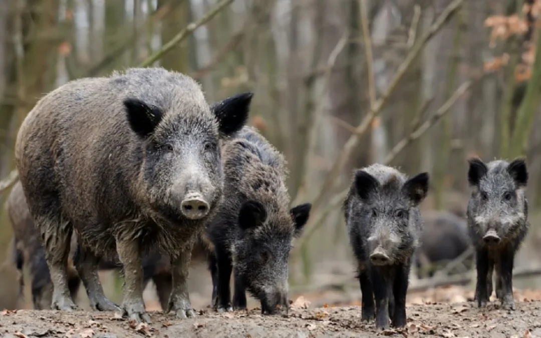 Buenos Aires habilitó la caza del jabalí para frenar su crecimiento descontrolado