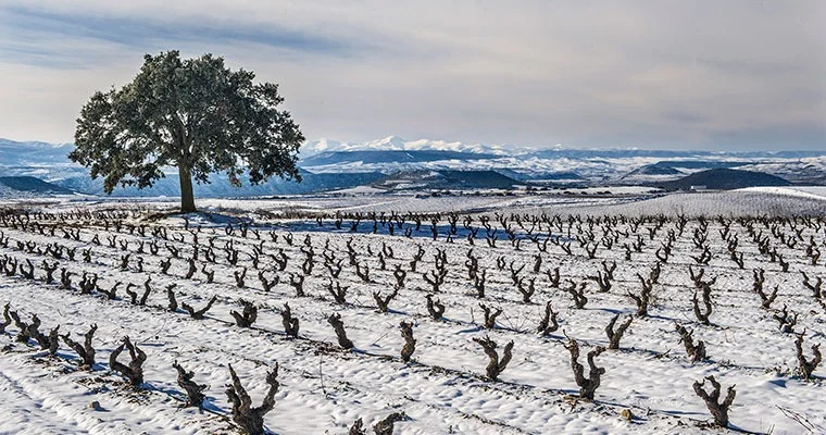 Especialistas alertan que Argentina podría vivir el invierno más frío en 60 años
