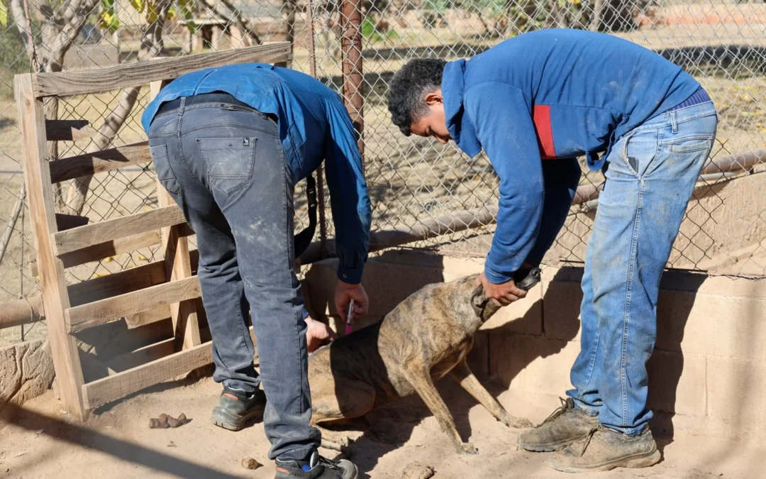 Chilecito: Comenzó la campaña gratuita de vacunación antirrábica para perros y gatos mayores de 3 meses