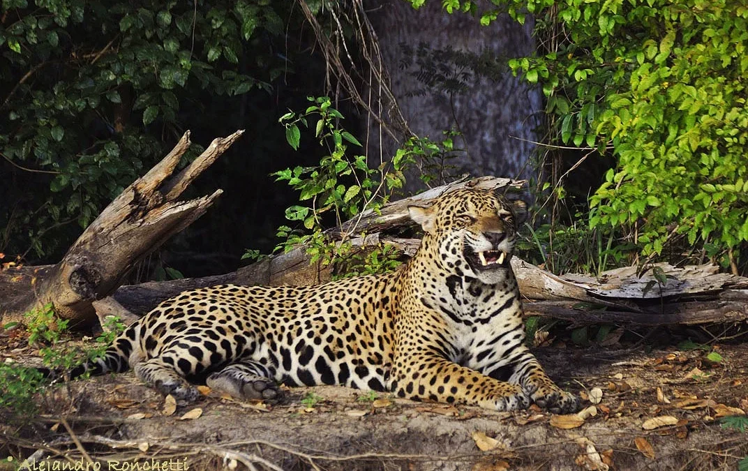 Tras la muerte de un yaguareté en Formosa, propone una ley de hasta 8 años de cárcel por dañar fauna protegida