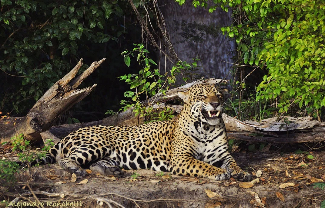 WhatsApp Image 2025-04-30 at 19.18.38