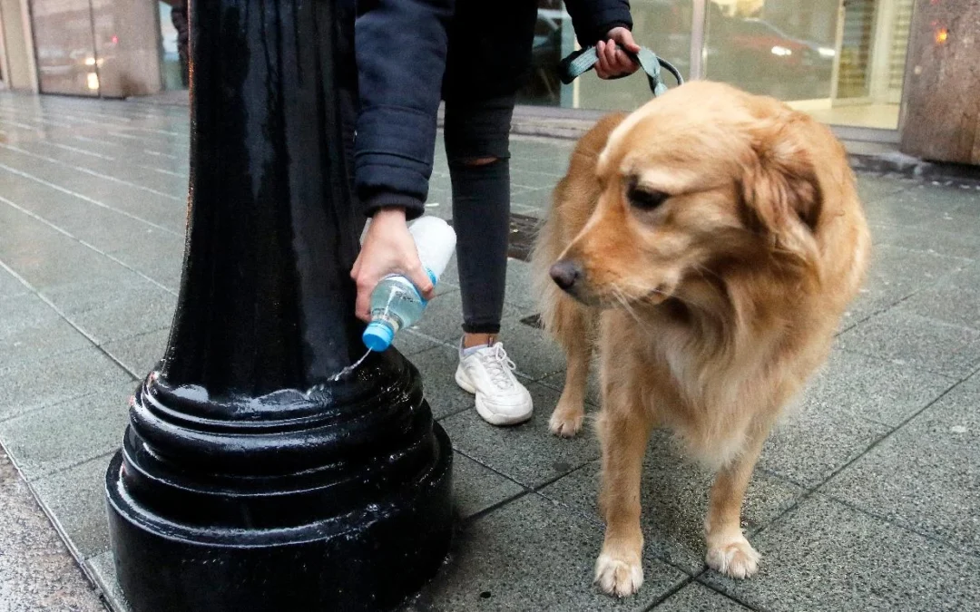 Barcelona planea multar con hasta 300 euros a quienes no limpien el pis de sus perros en la calle