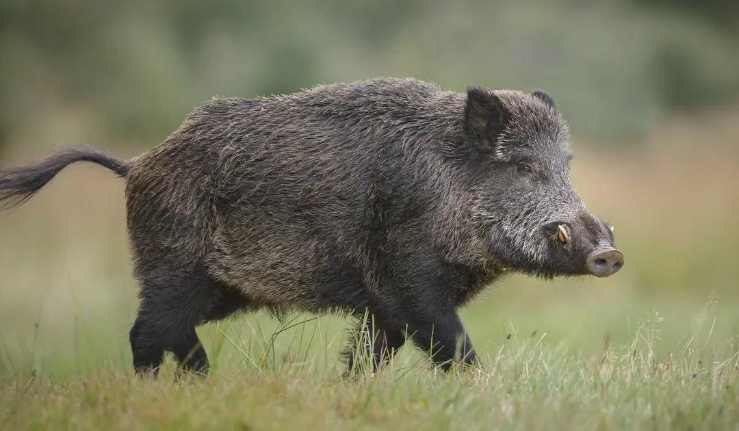 Santa Fe: hombre de 41 años murió baleado tras ser confundido con un chancho salvaje en una cacería nocturna