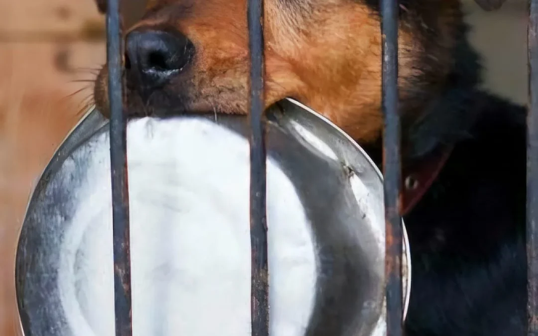 La Rioja: El Gobierno lanzó un registro para proteger animales víctimas de maltrato