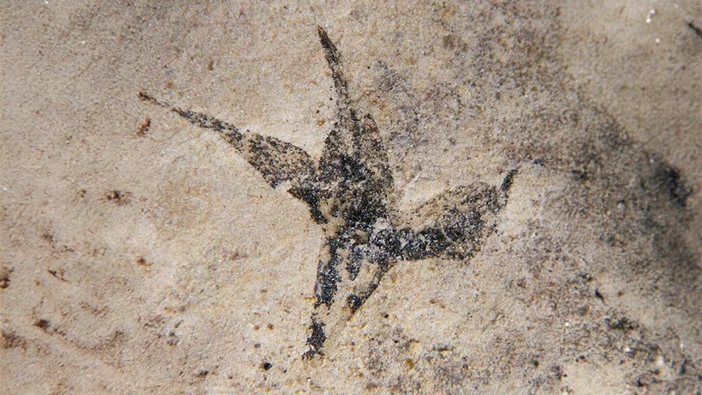 Científicas del CONICET hallaron la flor fósil más antigua de Sudamérica, en San Luis