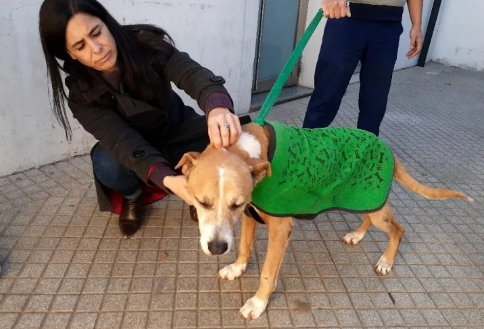 Rosario: multaron a un hombre con casi medio millón de pesos por maltrato animal