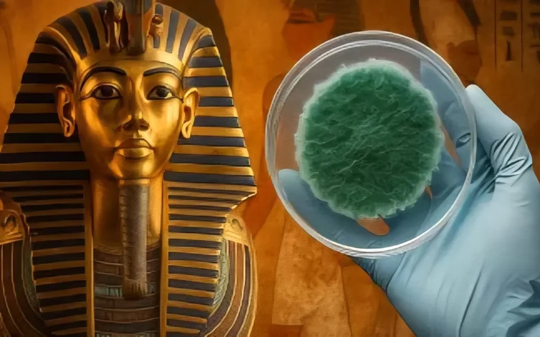 Según un estudio: El hongo de la tumba de Tutankamón podría combatir el cáncer
