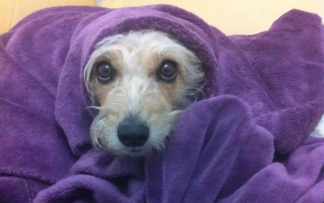 Veterinarios del país advierten: Los perros deben dormir bajo techo por la ola de frío