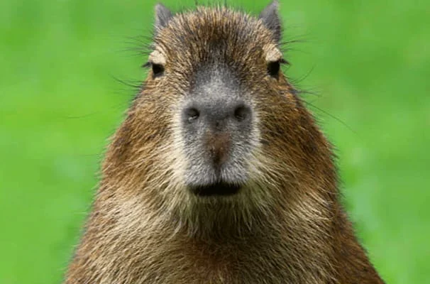 Tras la muerte de 43 carpinchos, tomaron la decisión de trasladarlos de Nordelta