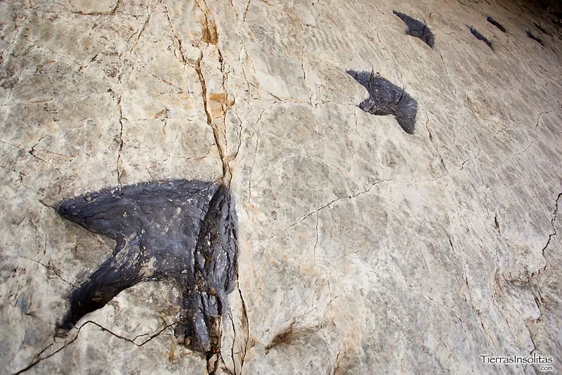 Hallaron huellas de una manada extinta que caminó por La Rioja hace diez millones de años