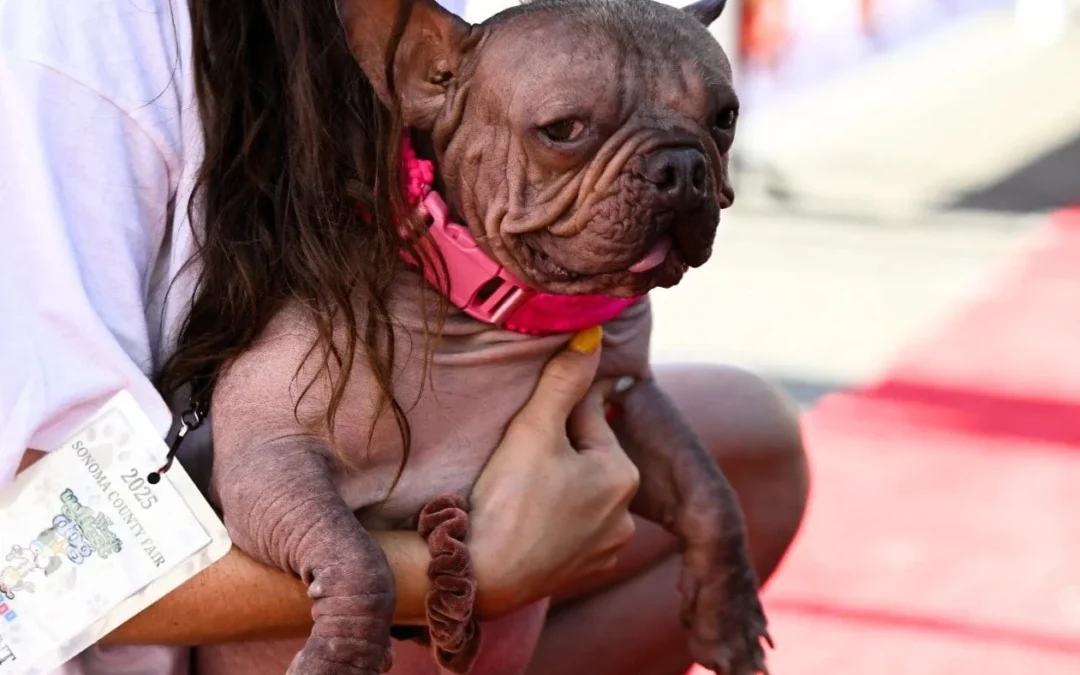 «El perro mas feo del mundo»: Petunia, una bulldog francés de California ganó el concurso