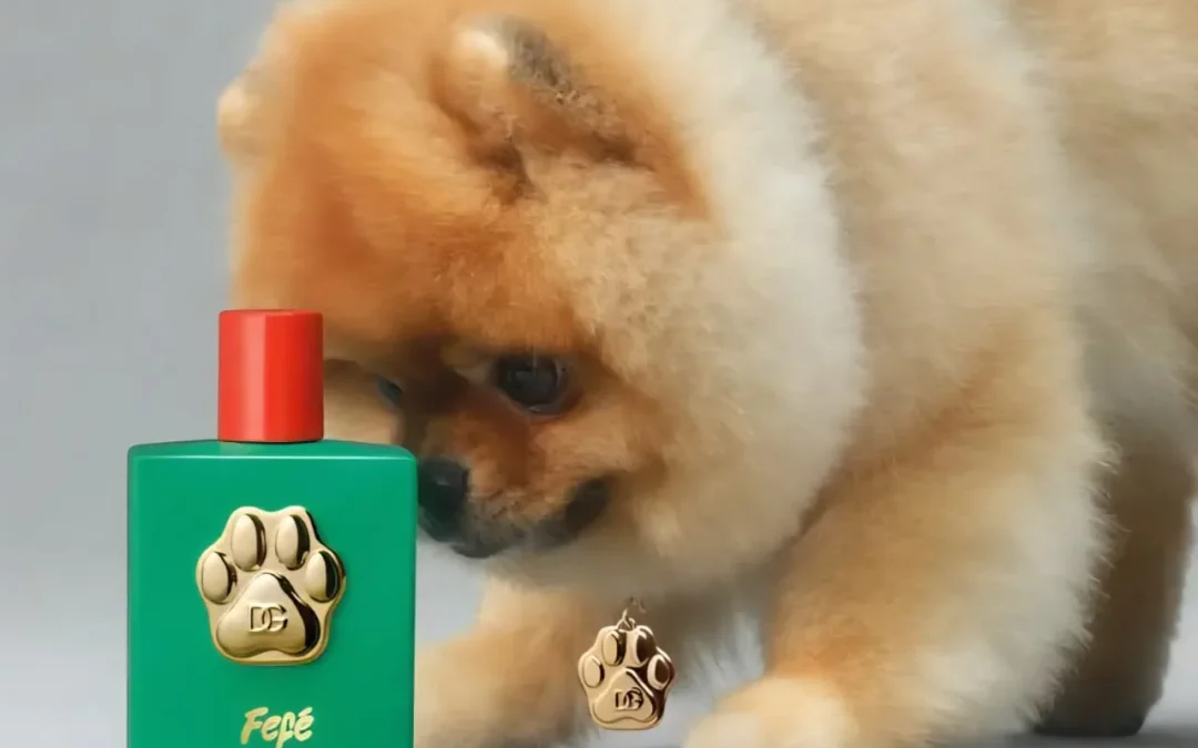 Dolce & Gabbana sacó a la venta «Fefé» un perfume para mascotas: ¿Lo comprarías?