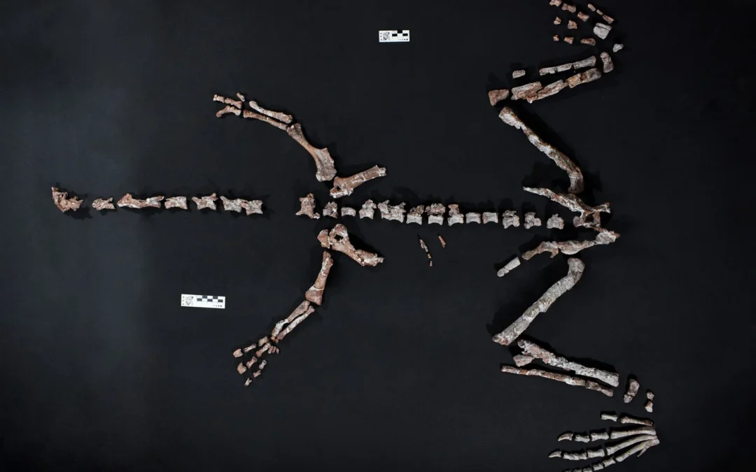 Hallaron en La Rioja un dinosaurio de 230 millones de años, una de las especies más antiguas del mundo