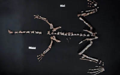 Hallaron en La Rioja un dinosaurio de 230 millones de años, una de las especies más antiguas del mundo