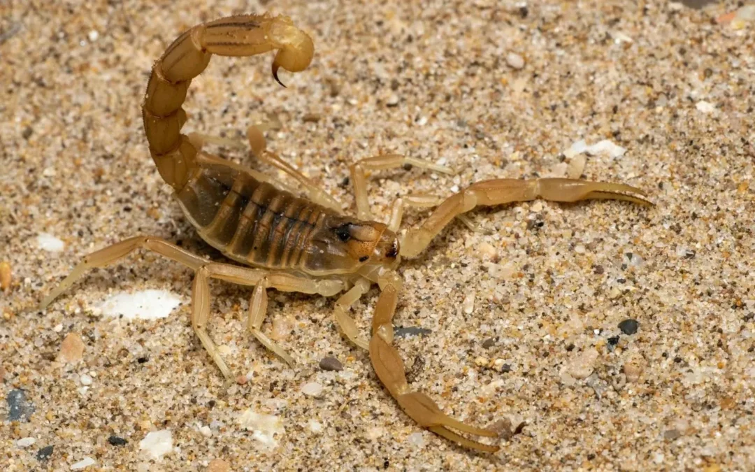 Aimogasta: Un niño fue trasladado de urgencia tras la picadura de un alacrán