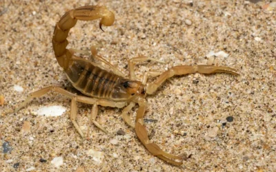 Aimogasta: Un niño fue trasladado de urgencia tras la picadura de un alacrán