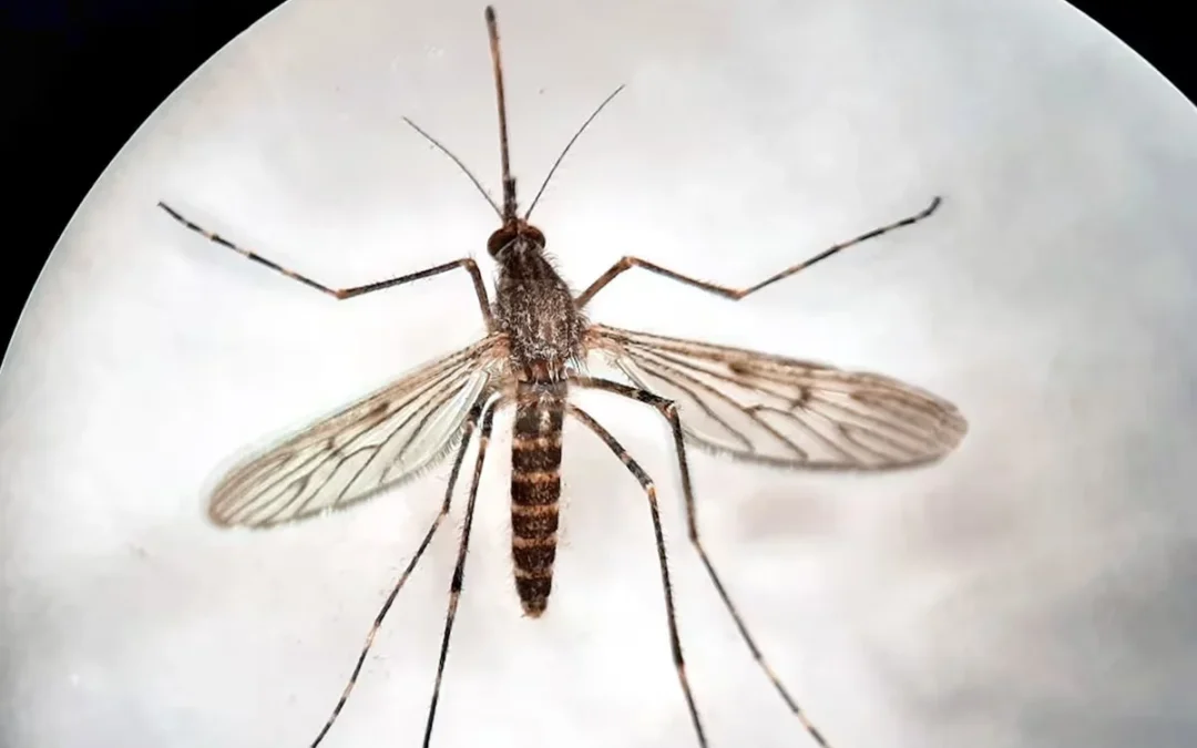 Por primera vez en la historia: científicos detectaron mosquitos en Islandia, uno de los lugares más fríos del mundo
