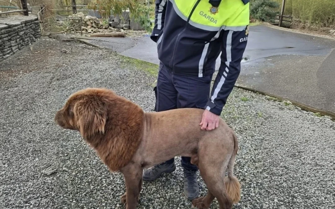 Caso viral en Irlanda: Vecinos denunciaron un león suelto, pero la policía descubrió que era un perro con melena