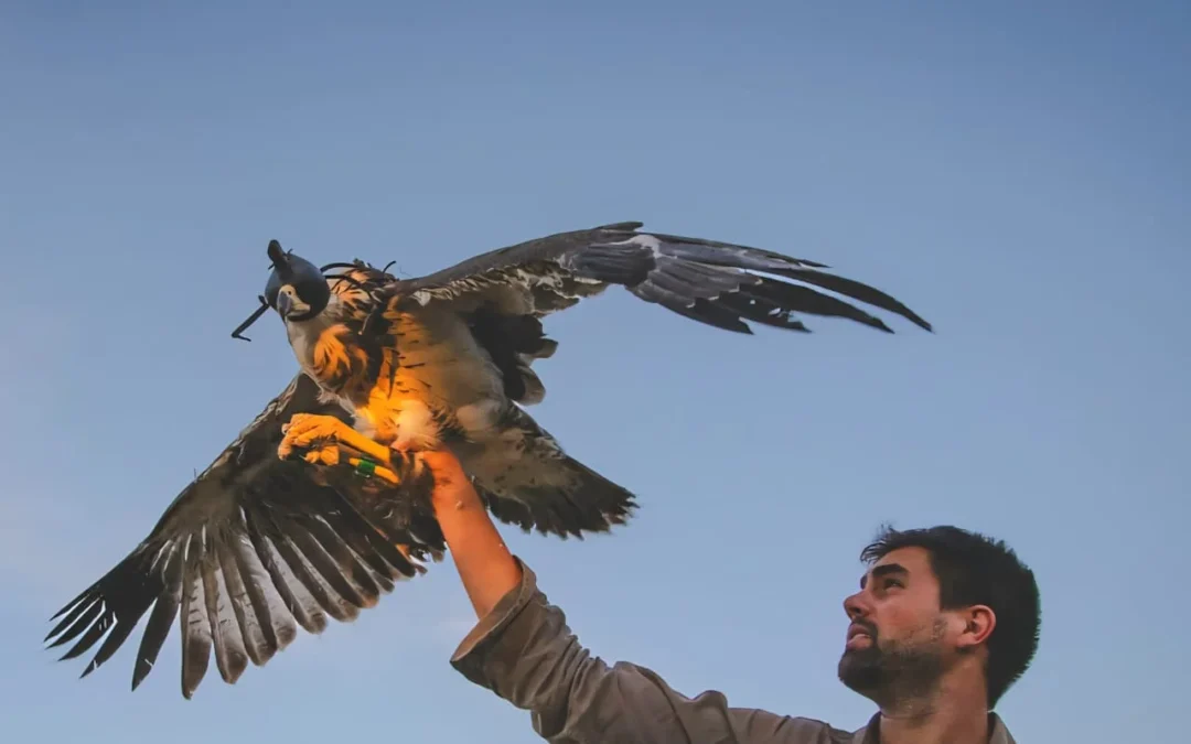 Liberaron en La Rioja un ejemplar de águila coronada rescatado y rehabilitado en el Ecoparque de Buenos Aires