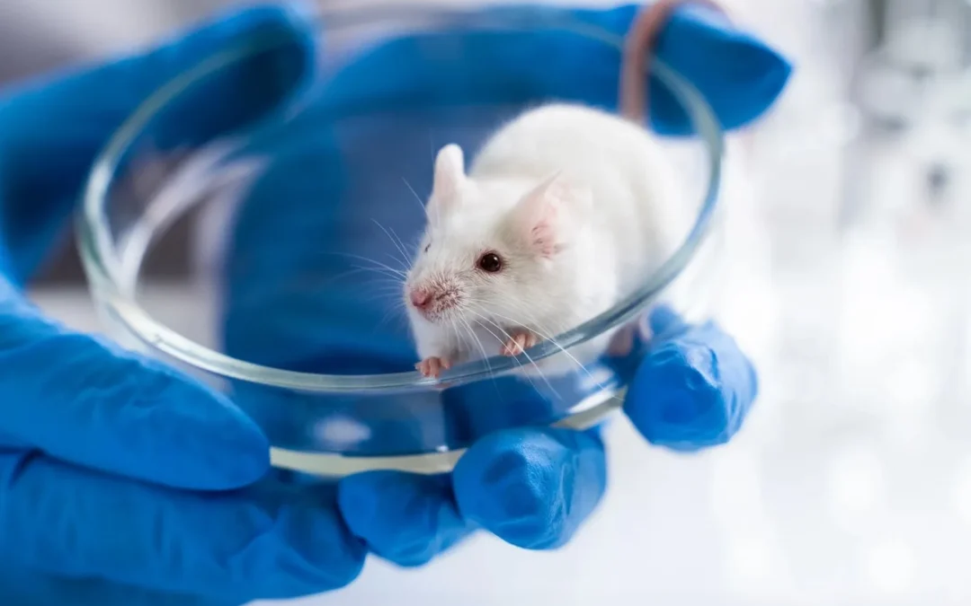 Científicos de Stanford lograron que unos ratones con diabetes tipo 1 vuelvan a producir insulina tras un tratamiento