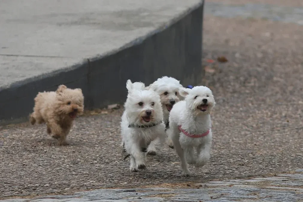 Mar del Plata: Una mujer de 64 años envenenó 28 mascotas y luego murió tras ingerir la misma sustancia