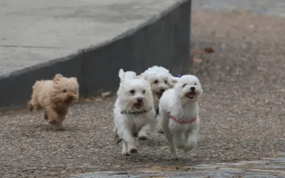 Mar del Plata: Una mujer de 64 años envenenó 28 mascotas y luego murió tras ingerir la misma sustancia