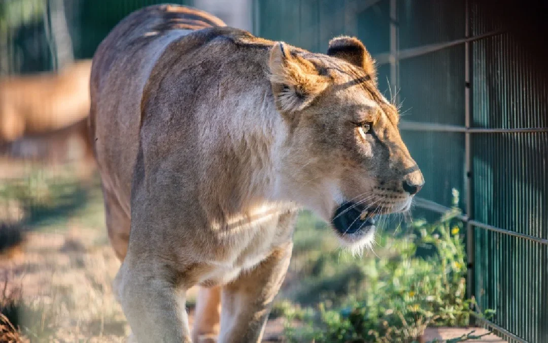 Tragedia en Brasil: Un joven de 19 años murió tras ser atacado por una leona en un zoológico