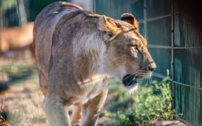Tragedia en Brasil: Un joven de 19 años murió tras ser atacado por una leona en un zoológico