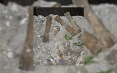 La Plata: un hombre encontró restos óseos humanos en el patio de la casa que alquila mientras cortaba el pasto