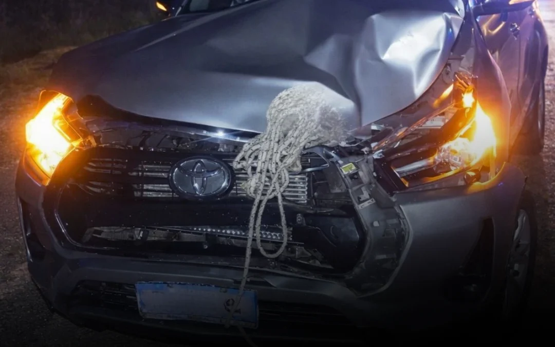 La Rioja: El intendente de Castro Barros chocó contra un caballo en la Ruta 75