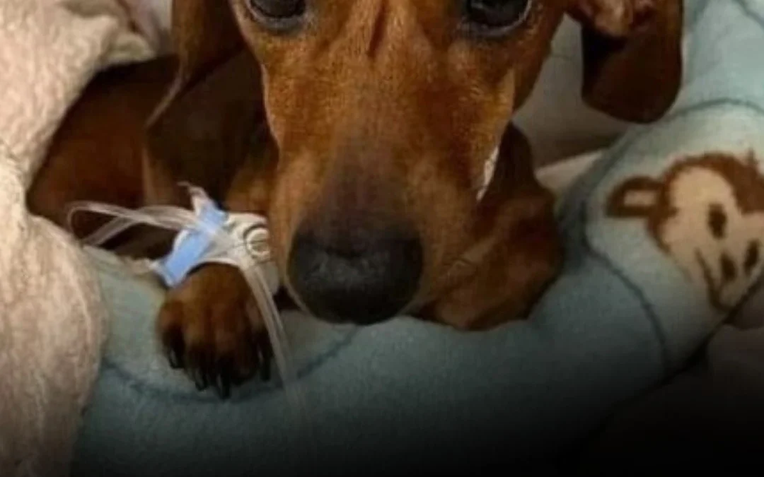 Italia es el primer país del mundo en dar licencias laborales para cuidar mascotas enfermas