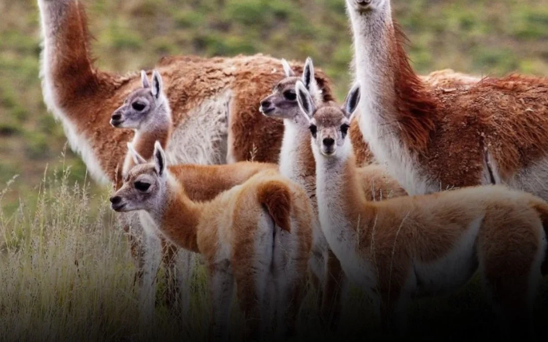 Jujuy: Condenaron a 2 hombres a dos años de prisión por matar 9 vicuñas