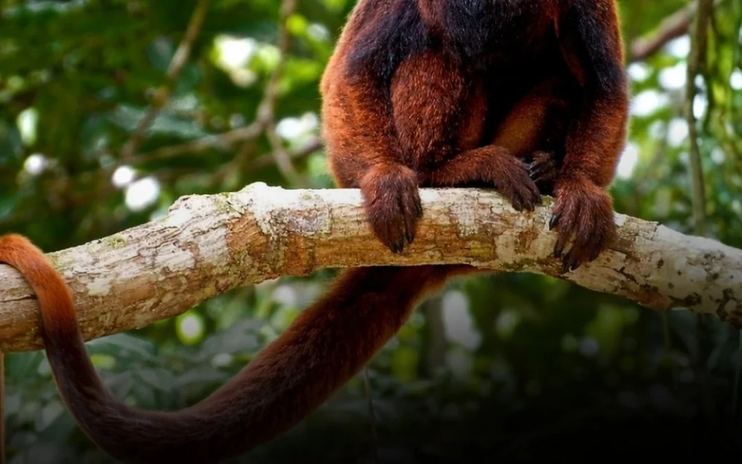 Liberarán 30 monos carayá rojos en Misiones para recuperar la especie en peligro de extinción