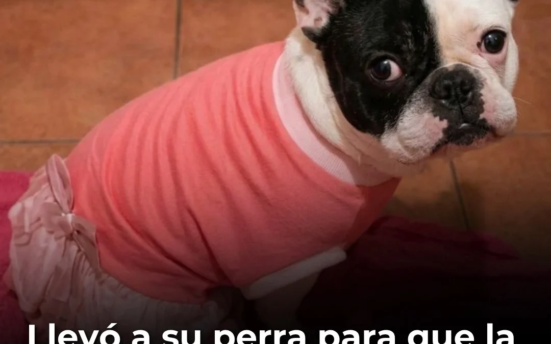 Llevó a su perra para que la bañen y se la devolvieron muerta: Deberán pagarle $17 millones