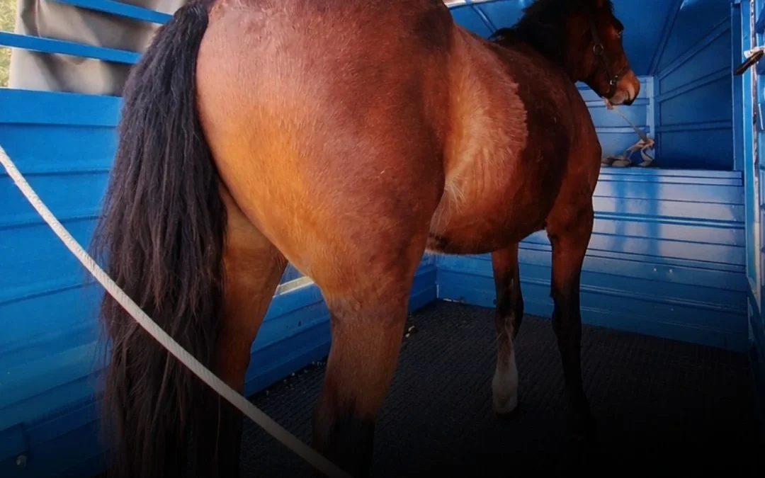 La Policía secuestró 15 animales sueltos en Chilecito y advirtieron por riesgo vial